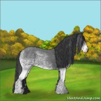 Horse Color:White Spotted Blue Roan Rabicano  and White Spotted Blue Roan Rabicano 