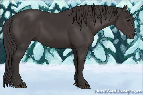 Horse Color:Smoky Black 