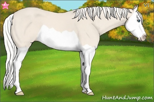 Horse Color:Cremello Splash