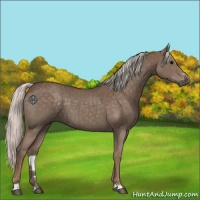 Horse Color:Silver Blue Roan Sabino 