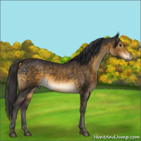 Horse Color:Buckskin 