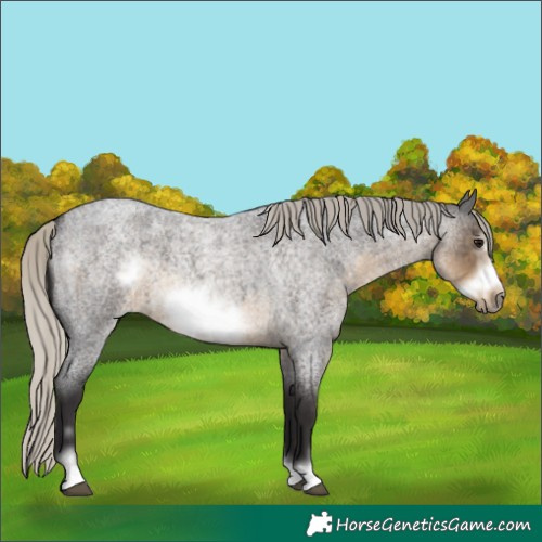 Horse Color:Silver Smoky Blue Roan Frame 