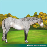 Horse Color:Silver Smoky Blue Roan Frame 