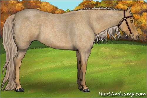 Horse Color:Palomino Roan 