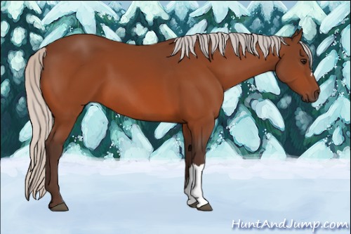 Horse Color:Silver Bay 