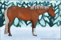 Horse Color:Silver Bay 