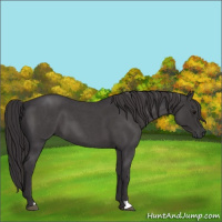 Horse Color:Smoky Blue Roan 