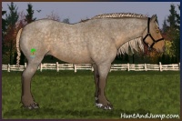 Horse Color:Chocolate Palomino Roan 