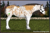 Horse Color:Buckskin Splash  and Buckskin Splash 