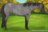 Horse Color:Smoky Blue Roan 