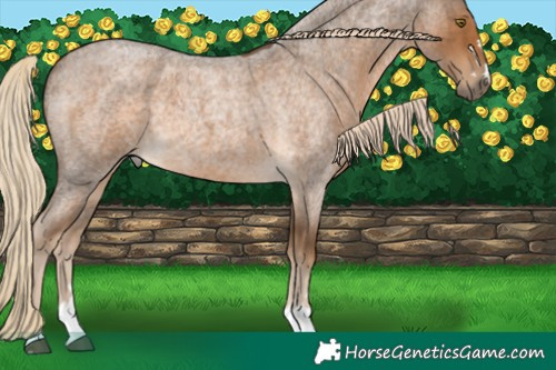 Horse Color:Chocolate Palomino Roan 