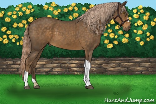 Horse Color:Chocolate Palomino Roan 