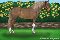 Horse Color:Chocolate Palomino Roan 
