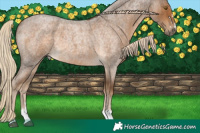 Horse Color:Chocolate Palomino Roan