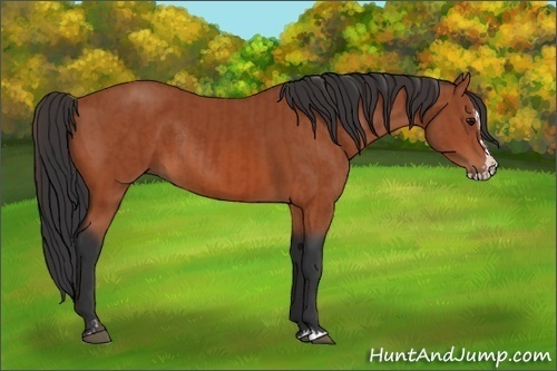 Horse Color:Bay Sabino Rabicano  and Bay Sabino Splash Rabicano 