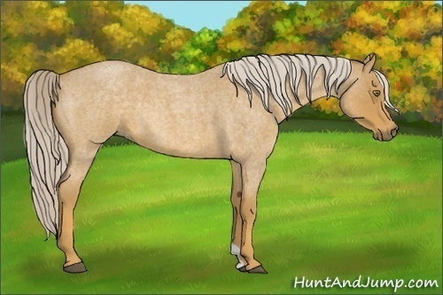 Horse Color:Palomino Roan 