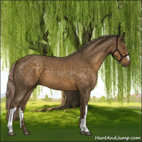 Horse Color:Chocolate Palomino Roan 