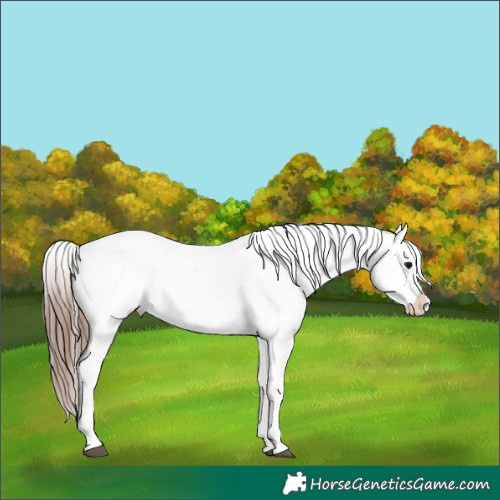 Horse Color:White Spotted Chocolate Smoky Blue Roan Appaloosa 