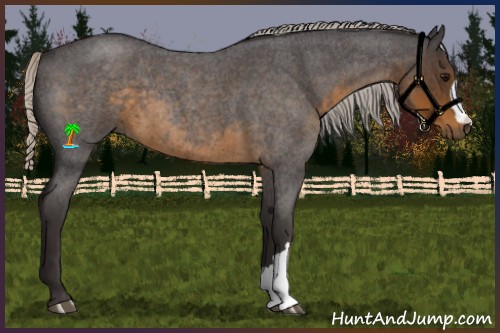 Horse Color:Silver Smoky Blue Roan