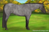 Horse Color:Smoky Blue Roan 