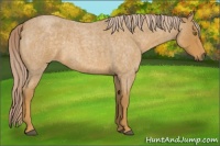 Horse Color:Palomino Roan 