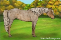 Horse Color:Chocolate Palomino Roan 