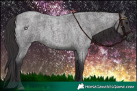 Horse Color:Smoky Blue Roan