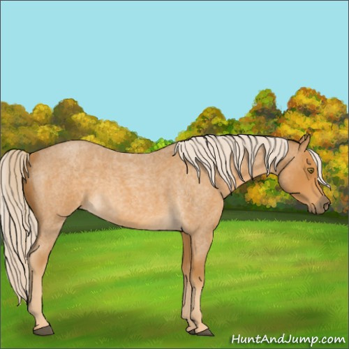 Horse Color:Palomino Roan