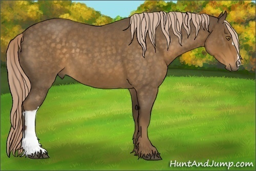 Horse Color:Chocolate Palomino Roan 