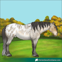 Horse Color:Buckskin Roan Dun Blanket 