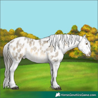 Horse Color:Buckskin Roan Dun Appaloosa