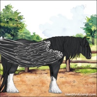 Horse Color:Black 