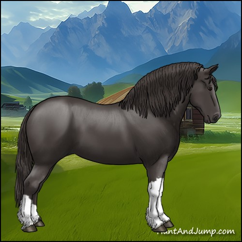 Horse Color:Smoky Black 