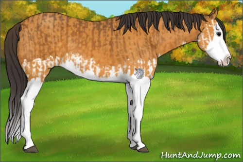 Horse Color:Buckskin Splash and Buckskin Splash