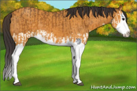 Horse Color:Buckskin Splash  and Buckskin Splash 