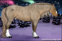 Horse Color:Chocolate Palomino Roan 