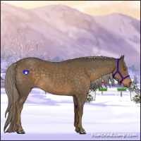 Horse Color:Chocolate Palomino Roan