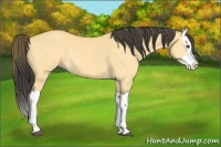 Horse Color:Buckskin Dun Splash