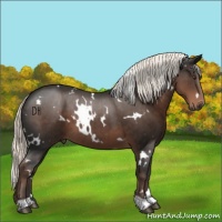 Horse Color:White Spotted Liver Chestnut 