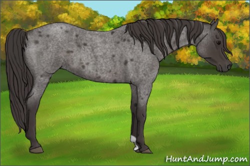 Horse Color:Smoky Blue Roan