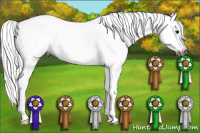 Horse Color:Gray White Spotted Bay Roan Dun Splash 