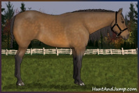 Horse Color:Buckskin 