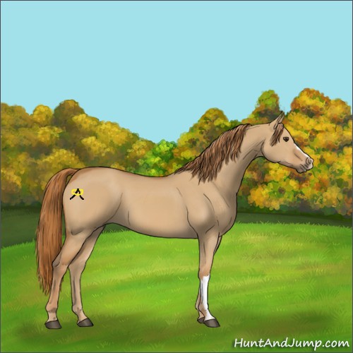 Horse Color:Red Dun 