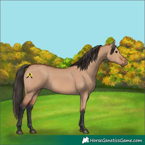 Horse Color:Bay Dun