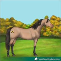 Horse Color:Bay Dun 