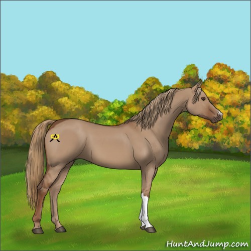 Horse Color:Red Dun 