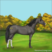 Horse Color:Grullo 