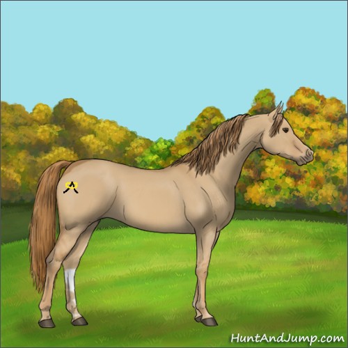 Horse Color:Red Dun 