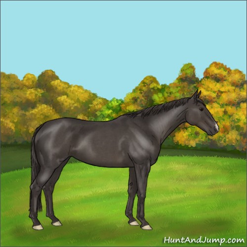Horse Color:Smoky Blue Roan 