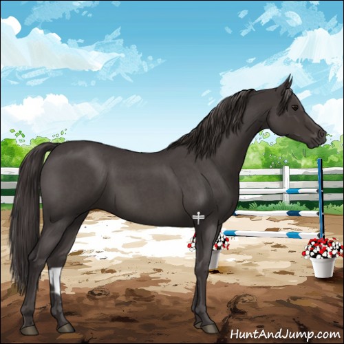 Horse Color:Smoky Blue Roan 